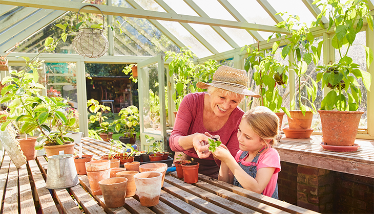 Shed turned into greenhouse